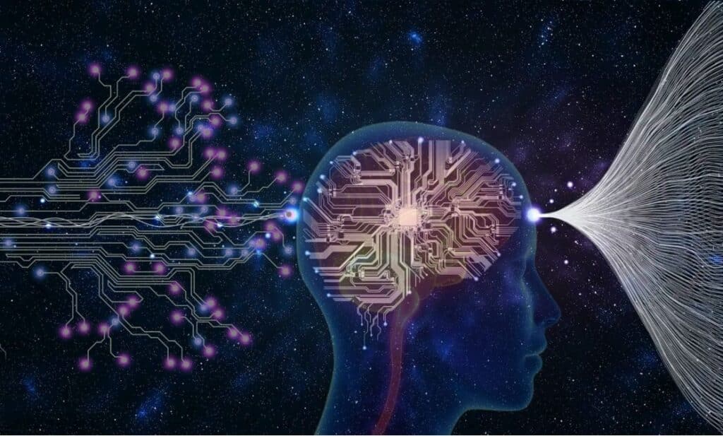 brain